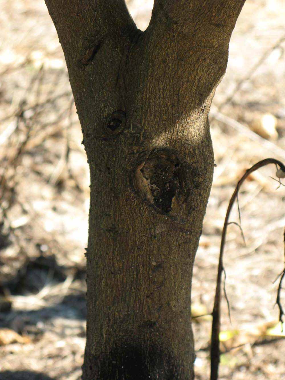            Bark (Winter Haven, FL)   